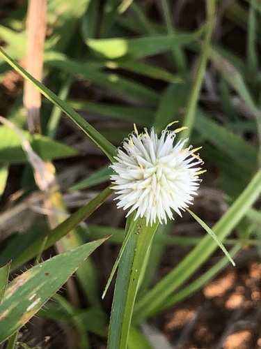 Image of White Flat-Sedge (Cyperus cristatus) by (c) Caroline Voget, some rights reserved (CC BY)