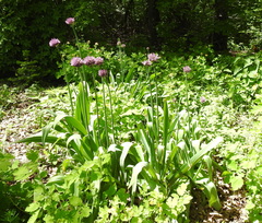 Allium aflatunense
