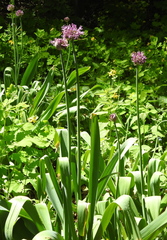 Allium aflatunense