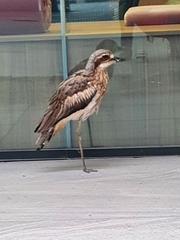 Burhinus grallarius
