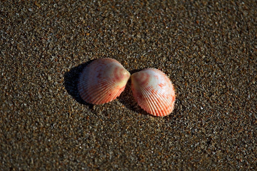 Oblique Southern Cockle