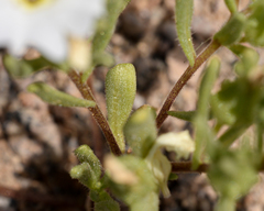 Nolana baccata