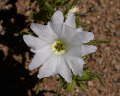Nolana baccata