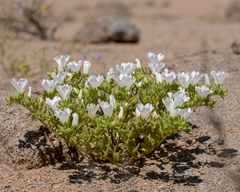 Nolana baccata