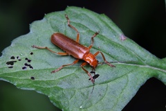 Lycocerus
