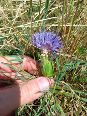 Carthamus mitissimus