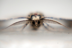 Cleorodes lichenaria