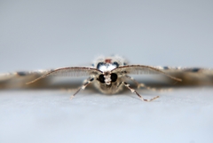 Cleorodes lichenaria