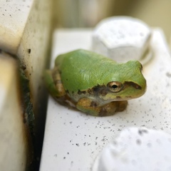 Hyla japonica