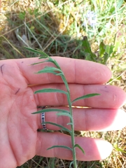 Carthamus mitissimus