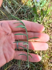 Carthamus mitissimus