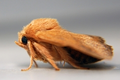 Apoda limacodes
