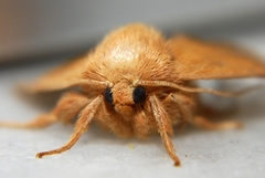 Apoda limacodes
