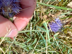 Carthamus mitissimus