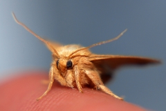 Apoda limacodes