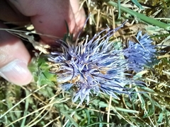 Carthamus mitissimus
