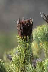 Protea aristata