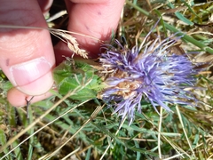 Carthamus mitissimus