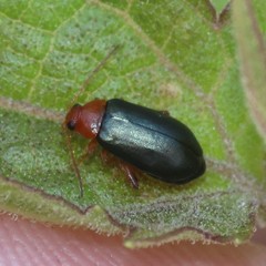 Hemiphrynus intermedius