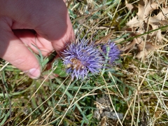 Carthamus mitissimus