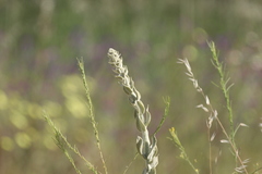 Verbascum rotundifolium