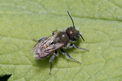 Osmia caerulescens