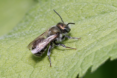Osmia caerulescens