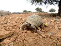 Testudo graeca