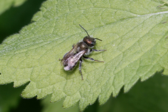 Osmia caerulescens