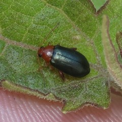 Hemiphrynus intermedius