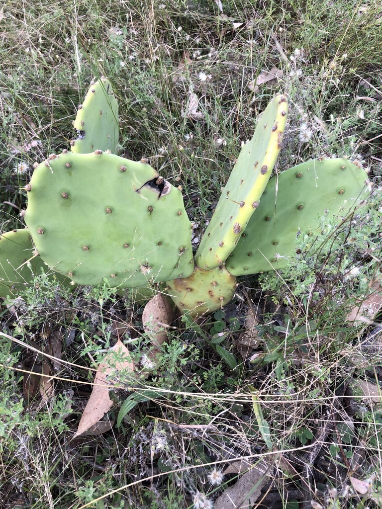 Prickly Pears from Capertee National Park, NSW, Australia on May 25 ...