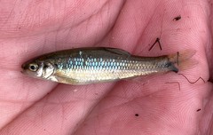 Hemitremia flammea