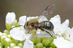 Osmia caerulescens