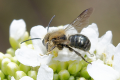 Osmia caerulescens