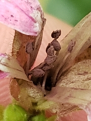 Microbotryum silenes-dioicae