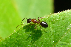 Camponotus vitiosus