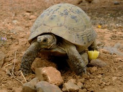 Testudo graeca