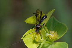 Ichneumonidae