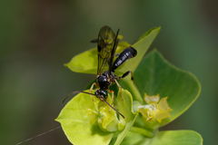 Ichneumonidae