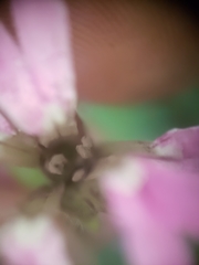 Microbotryum silenes-dioicae