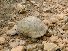 Testudo graeca