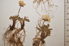 Ranunculus pedatifidus affinis