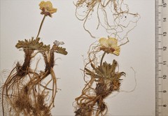 Ranunculus pedatifidus affinis