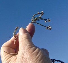 Phylica selaginoides