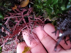 Calliarthron cheilosporioides