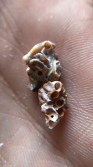 Petaloconchus varians