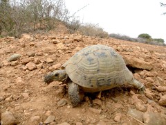 Testudo graeca