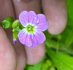 Malcolmia maritima