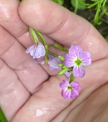 Malcolmia maritima
