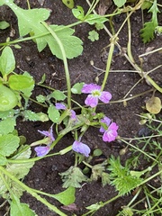Malcolmia maritima